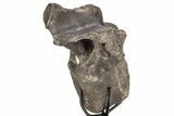 Hadrosaur (Hypacrosaurus) Dorsal Vertebra with Stand - Montana #336088-2